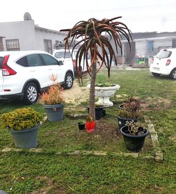 House For Sale in Peerless Park, Kraaifontein